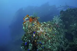 Contemplative Prints: A shipwreck overgrown with coral