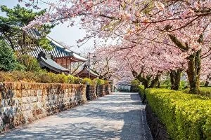 Images Dated 14th April 2017: Shizuoka, Japan old town streets with cherry blossoms in Spring season