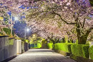 Sakura Prints: Shizuoka, Japan old town streets around Taiseki-ji Temple in spring season