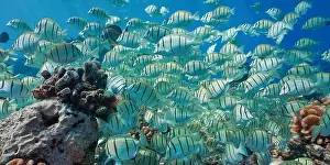 Tahiti Prints: Shoal of fish convict surgeonfish on a reef underwater in the Pacific ocean