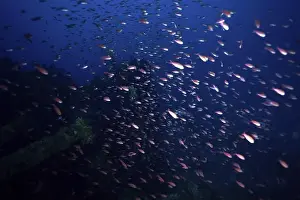 Provence Alpes Cote D Azur Prints: A shoal of Mediterranean flagfish (Anthias anthias) swimming in a deep blue sea