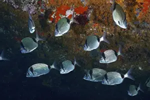 Percomorphaceae Prints: Shoal of silver fish, two-banded bream (Diplodus vulgaris)