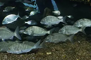 Porgy Prints: Shoal of silver marble bream (Lithognathus mormyrus) swimming in the dark water