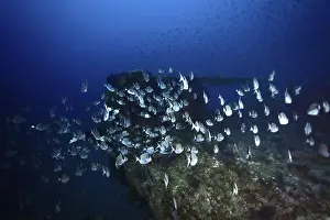Pods Prints: Shoal of two-banded bream (Diplodus vulgaris) swimming over a wreck in the deep blue sea