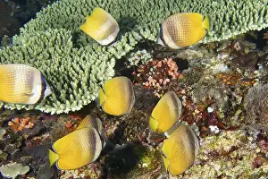 Group Of Animals Prints: Shoal of yellow butterflyfish, Sunburst Butterflyfish (Chaetodon kleinii)
