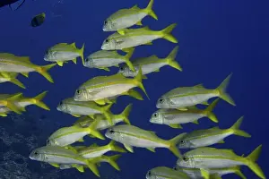 Dive Site Prints: Shoal of yellow fish, yellowtail mullet (Mulloidichthys vanicolensis)