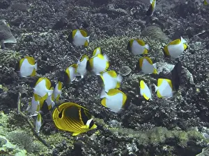 Water Animals Prints: Shoal of yellow-white fish, Pyramid butterflyfish (Hemitaurichthys polylepis)