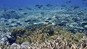 Hovering Prints: Shoals of crescent butterflyfish (Chaetodon lunula) hovering over a rich coral reef