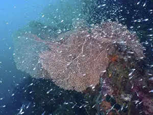 Horn Corals Prints: Shoals of fish swimming around large giant fan coral (Annella mollis) in blue water