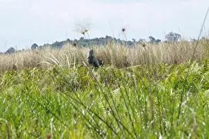 Reed Prints: A shoebill amongst some reed in Mabamba Bay Wetland System, Uganda