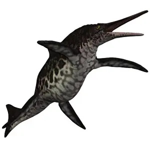 Shonisaurus Ichthyosaur on White