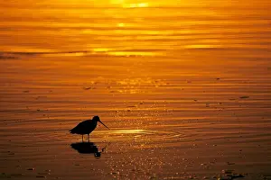 Shorebird Prints: Shorebird sunset, Mission Bay Park, San Diego, California