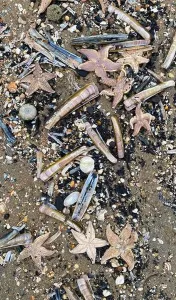Adversity Prints: On the shores of the North Sea among stones and sand are many dead sea animals after a storm
