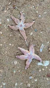 Adversity Prints: On the shores of the North Sea among stones and sand are many dead sea animals after a storm