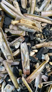 Adversity Prints: On the shores of the North Sea among stones and sand are many dead sea animals after a storm