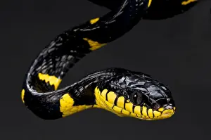 Arboreal Prints: Short banded mangrove snake (Boiga dendrophila melanota)