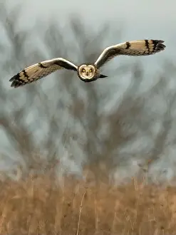 Short Eared Owl Prints: Short-eared owl flying, New Jersey, USA