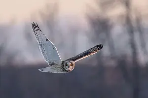 Short Eared Owl Prints: Short-eared owl hunting over a snow covered field in Canada