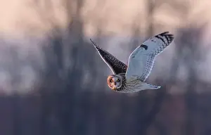 Short Eared Owl Prints: Short-eared owl hunting over a snow covered field in Canada
