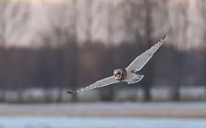 Short Eared Owl Prints: Short-eared owl hunting over a snow covered field in Canada