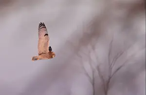 Short Eared Owl Prints: Short-eared owl hunting over a snow covered field in Canada