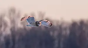 Short Eared Owl Prints: Short-eared owl hunting over a snow covered field in Canada