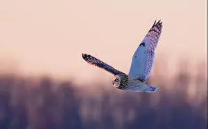 Short Eared Owl Prints: Short-eared owl hunting over a snow covered field in Canada at sunset