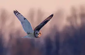 Short Eared Owl Prints: Short-eared owl hunting over a snow covered field in Canada at sunset