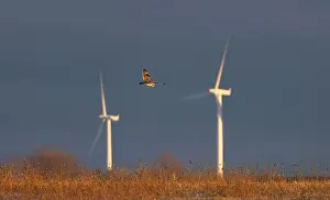 Short-eared owl hunting over a snow covered field in Canada at sunset