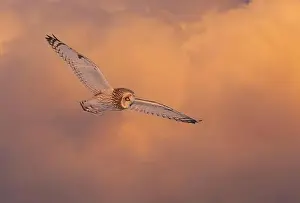 Short Eared Owl Prints: Short-eared owl hunting over a snow covered field in Canada at sunset