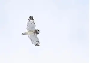 Short Eared Owl Prints: Short-eared owl hunting over a snow covered field in Canada at sunset