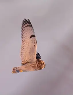Short Eared Owl Prints: Short-eared owl hunting over a snow covered field in Canada at sunset