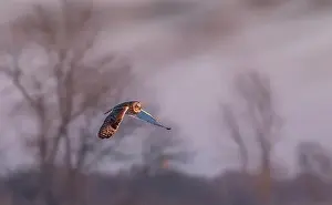 Short Eared Owl Prints: Short-eared owl hunting over a snow covered field in Canada at sunset