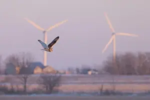 Short Eared Owl Prints: Short-eared owl hunting over a snow covered field in Canada at sunset