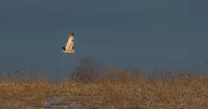 Short Eared Owl Prints: Short-eared owl hunting over a snow covered field in Canada at sunset