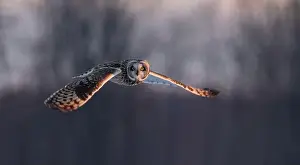 Short Eared Owl Prints: Short-eared owl hunting over a snow covered field in Canada at sunset