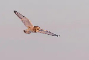 Short Eared Owl Prints: Short-eared owl hunting over a snow covered field in Canada at sunset