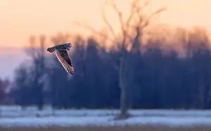 Short Eared Owl Prints: Short-eared owl hunting over a snow covered field in Canada at sunset