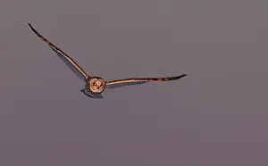 Short Eared Owl Prints: Short-eared owl hunting over a snow covered field in Canada at sunset