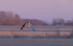 Short Eared Owl Prints: Short-eared owl hunting over a snow covered field in Canada at sunset