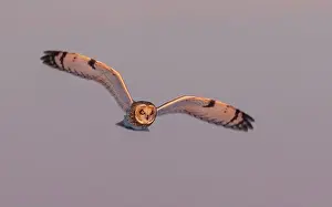 Short Eared Owl Prints: Short-eared owl hunting over a snow covered field in Canada at sunset