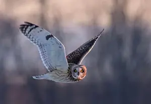 Short Eared Owl Prints: Short-eared owl hunting over a snow covered field in Canada at sunset