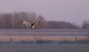 Short Eared Owl Prints: Short-eared owl hunting over a snow covered field in Canada at sunset
