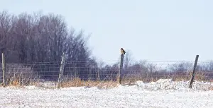 Short Eared Owl Prints: Short-eared owl perched on a fence post hunting over a snow covered field in Canada