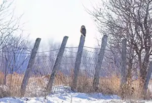 Short Eared Owl Prints: Short-eared owl perched on a fence post hunting over a snow covered field in Canada
