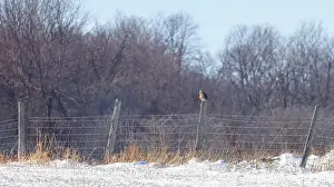 Short Eared Owl Prints: Short-eared owl perched on a fence post hunting over a snow covered field in Canada