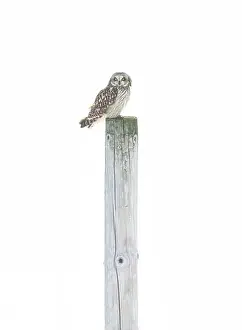 Short Eared Owl Prints: Short-eared owl perched on a post hunting over a snow covered field in Canada