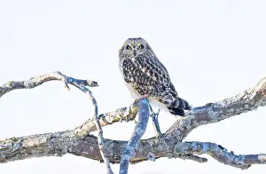 Short Eared Owl Prints: Short-eared owl perched in a tree hunting over a snow covered field in Canada