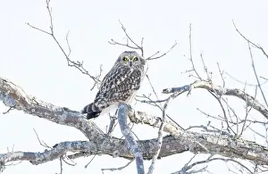 Short Eared Owl Prints: Short-eared owl perched in a tree hunting over a snow covered field in Canada