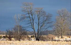 Short Eared Owl Prints: Short-eared owl perched in a tree hunting over a snow covered field in Canada